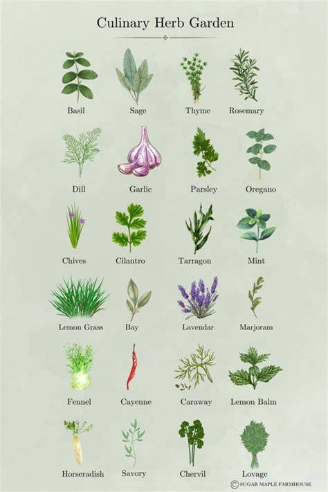 List of Herbs in the NLM Herb Garden - raincitystudios.com