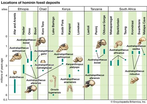 List of human evolution fossils - wintechmobiles.com