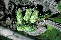 List of inventoried conifers in Canada - raincitystudios.com