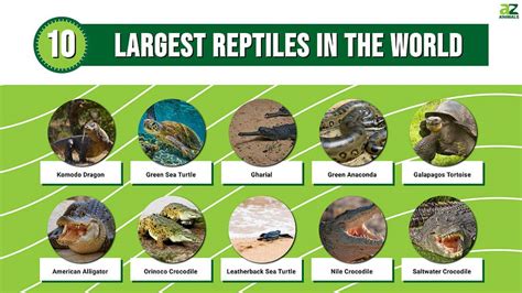 List of largest reptiles - muktibox.com