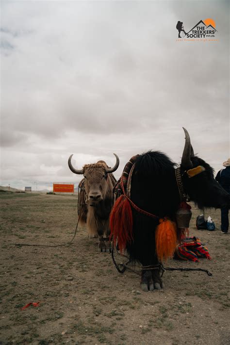 List of mammals of Tibet - muktibox.com
