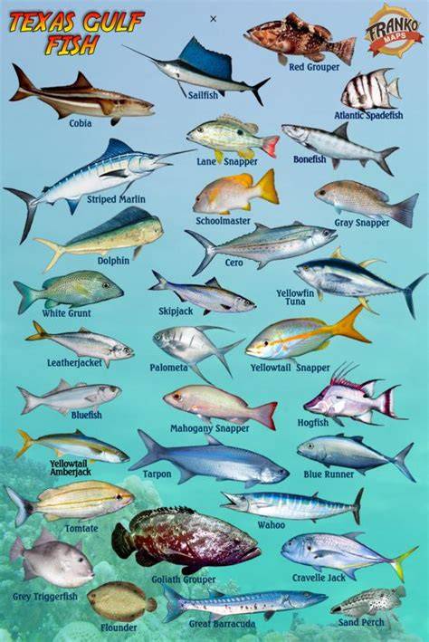 List of Marine Fishes of Texas - txmarspecies.tamug.edu - raincitystudios.com