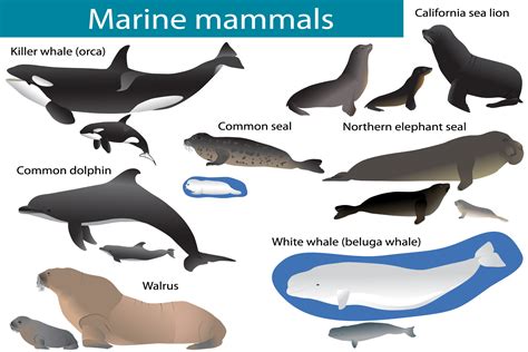 List of Marine Mammal Species and Subspecies - raincitystudios.com