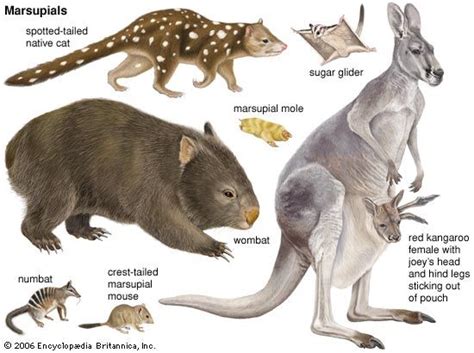 List of monotremes and marsupials of Australia explained - muktibox.com