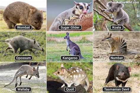 List of monotremes and marsupials of Australia - muktibox.com