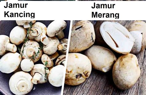 List Of Nama Jamur 2022 - beritasantai - muktibox.com
