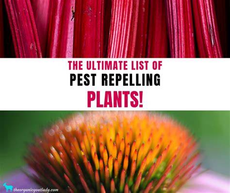 List of pest-repelling plants - raincitystudios.com
