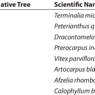 List of pioneer native trees with their corresponding scientific names ... - raincitystudios.com