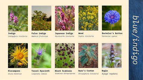 List of plants to grow in a dye garden - Eco Friendly … - raincitystudios.com