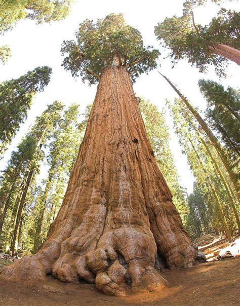 List of superlative trees - raincitystudios.com