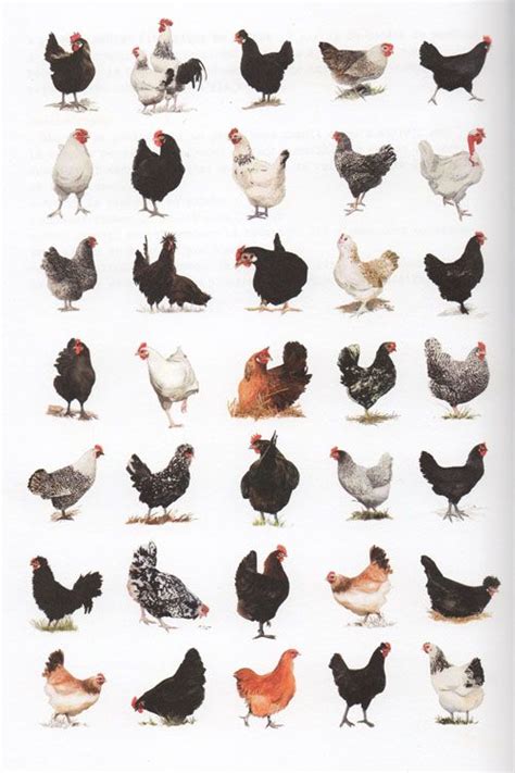 LISTE DES POULES - QUAL TRI HOM S2