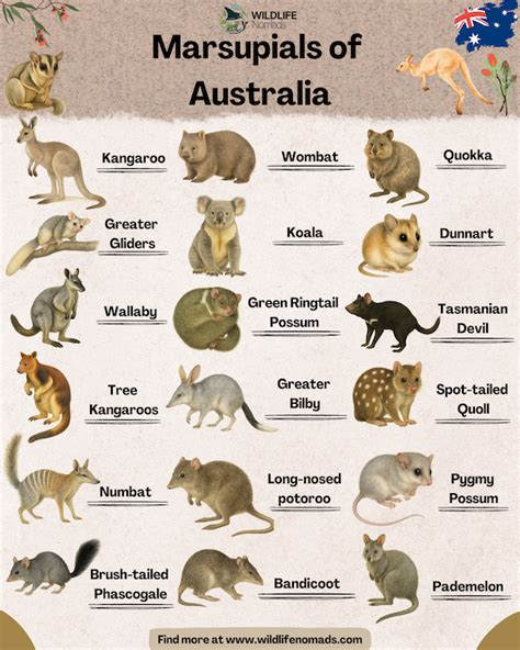 List_of_monotremes_and_marsupials_of_Australia Knowpia - muktibox.com