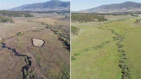 Little Sawmill Creek Restoration Project | Upper Salmon Basin … - raincitystudios.com