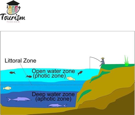 Littoral Zone - Definition, Organism and Quiz | Biology Dictionary - muktibox.com
