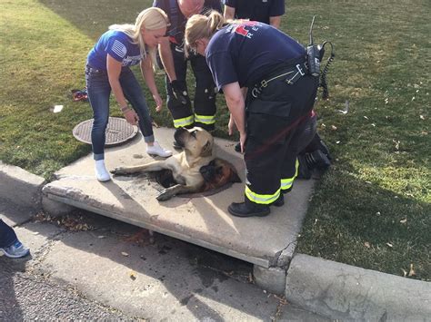 LIVE: Crews work to rescue dog from storm drain