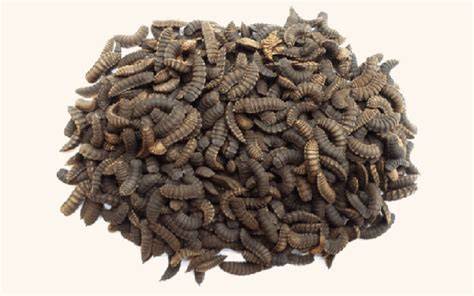 Live Black Soldier Fly Larvae For Sale - Free Shipping - raincitystudios.com