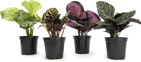 Live Calathea Houseplant (4 Pack), Pet Safe Plants for Cats ... - Amazon - raincitystudios.com