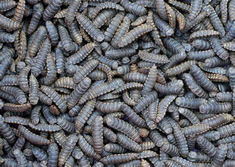 Live Organic Black Soldier Fly Larvae - raincitystudios.com