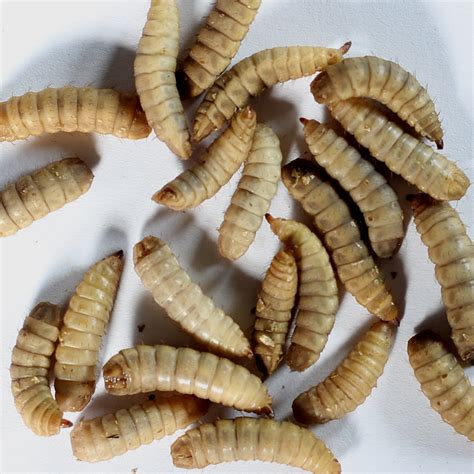 Live Soldier Fly Larvae - Delivered to Your Door - raincitystudios.com