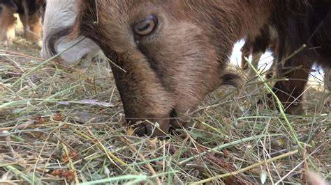 Live Stock :: Goat :: Feeding - raincitystudios.com