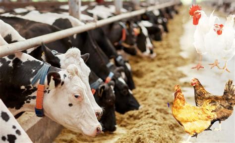 Livestock, Poultry & Feeds - coolestguyplanet.net
