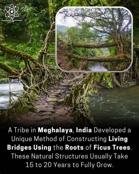 Living bridges using aerial roots of ficus elastica – an ... - raincitystudios.com