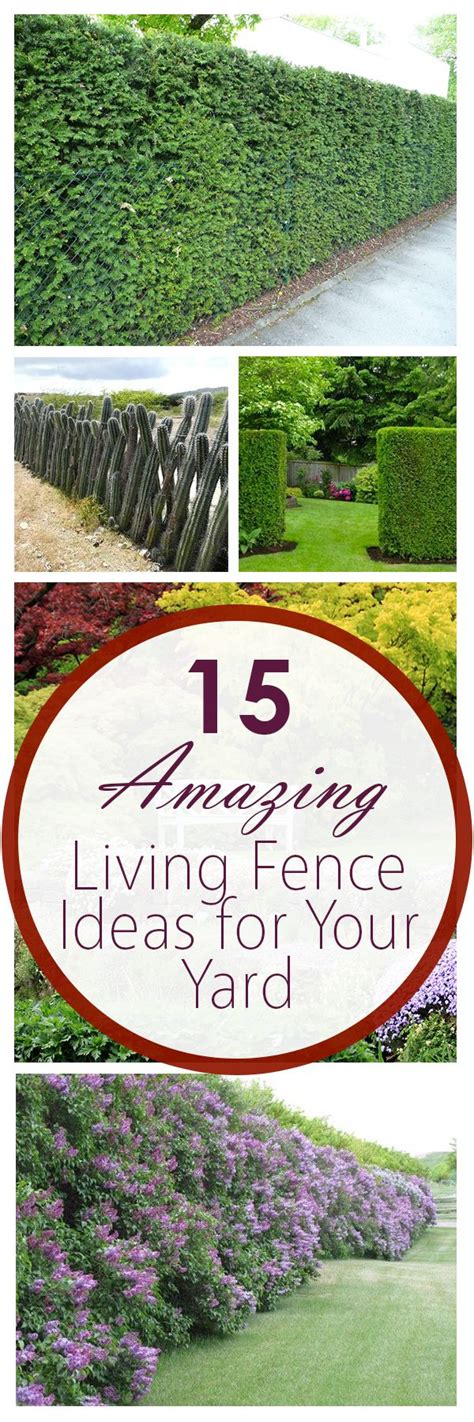 Living Fence Ideas: 15 Amazing Options For Your Yard - raincitystudios.com
