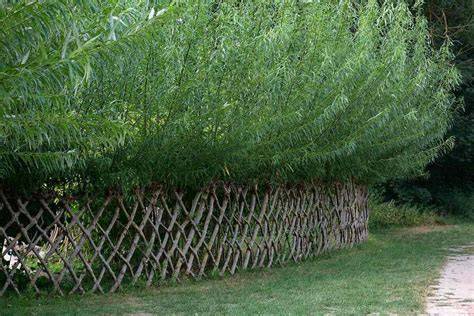 Living Fence Plants From India - raincitystudios.com