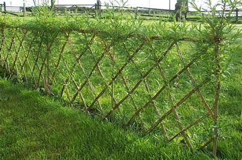 Living Fences for Every Backyard - Rise - raincitystudios.com