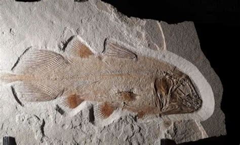 Living fossil - muktibox.com