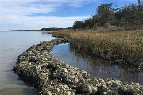 Living Shorelines Provide Nature-Based Approach to … - raincitystudios.com