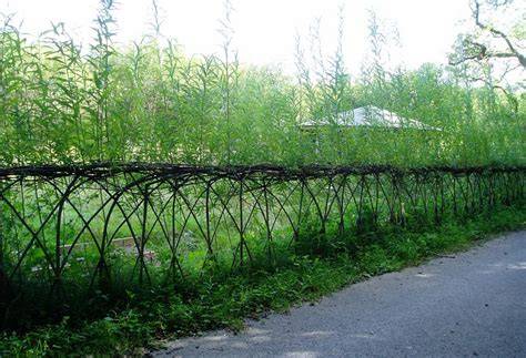 Living Willow Hedges - Insteading - raincitystudios.com