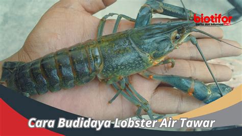 Lobster Air Tawar Indonesia - muktibox.com