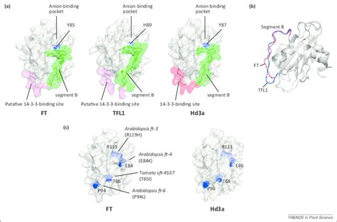 LOC111389414 protein MOTHER of FT and TFL1-like []