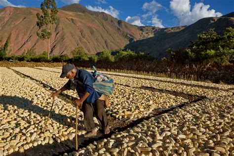 Lofty Ambitions of the Inca - Education - wintechmobiles.com