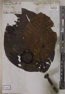 log characteristics of the ﬁrst-generation Neolamarckia macrophylla ... - raincitystudios.com