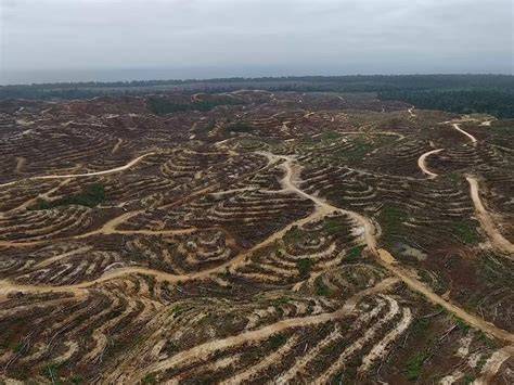Logging and Forest Loss in Papua New Guinea - raincitystudios.com