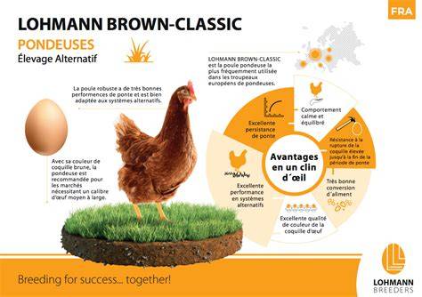 LOHMANN BROWN-CLASSIC - raincitystudios.com