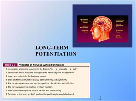 Long-term potentiation - muktibox.com