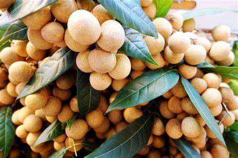 Longan (lamyai) | Thailand.FalkTime - raincitystudios.com