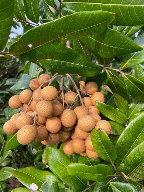Longan — A Natural Farm - raincitystudios.com