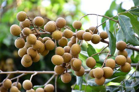 Longan Farming Profit Per Acre - raincitystudios.com