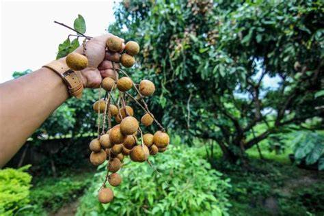 Longan Fruit Farming, and Cultivation Practices - raincitystudios.com