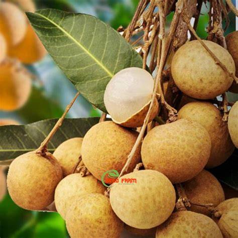 Longan Fruit Farming - Step-by-Step Growing and Harvesting - raincitystudios.com