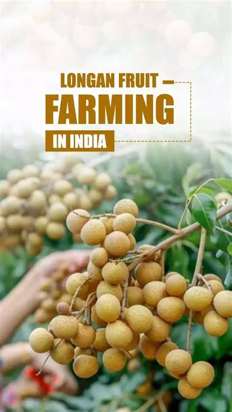 Longan Fruit Farming Tips in India - Longan Fruit Benefits - raincitystudios.com