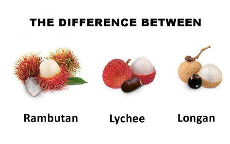 Longan Vs Lychee Vs Rambutan - Exotic fruits and … - raincitystudios.com