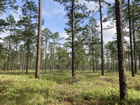 Longleaf Pine Forests: Protecting and Restoring Habitat | TNC - raincitystudios.com