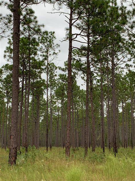 Longleaf pine - raincitystudios.com
