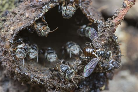 Look what the stingless bees did to the bait nest - raincitystudios.com