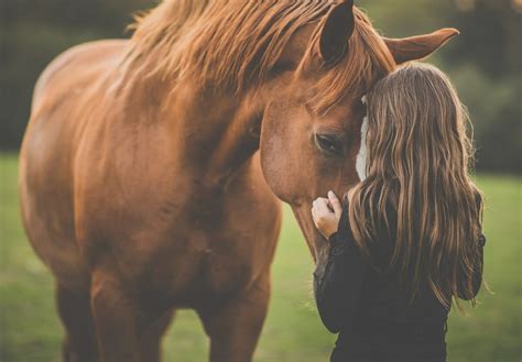 LOVE THIS HORSE EQUINE RESCUE - Love This Horse